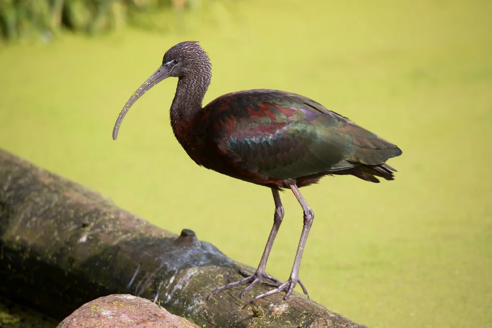 Weißgesicht-IBis (Plegadis Chihi)