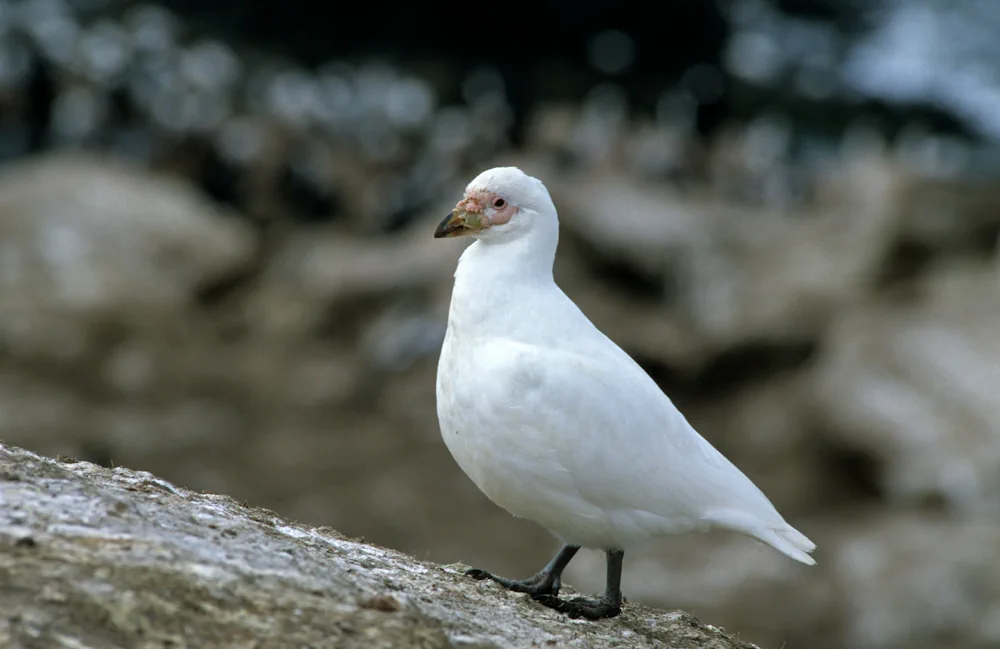 Weißgesicht-Scheidenschnabel