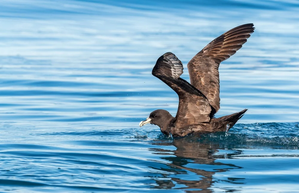 Weißgesicht-Sturmvogel (Procellaria aequinoctialis)