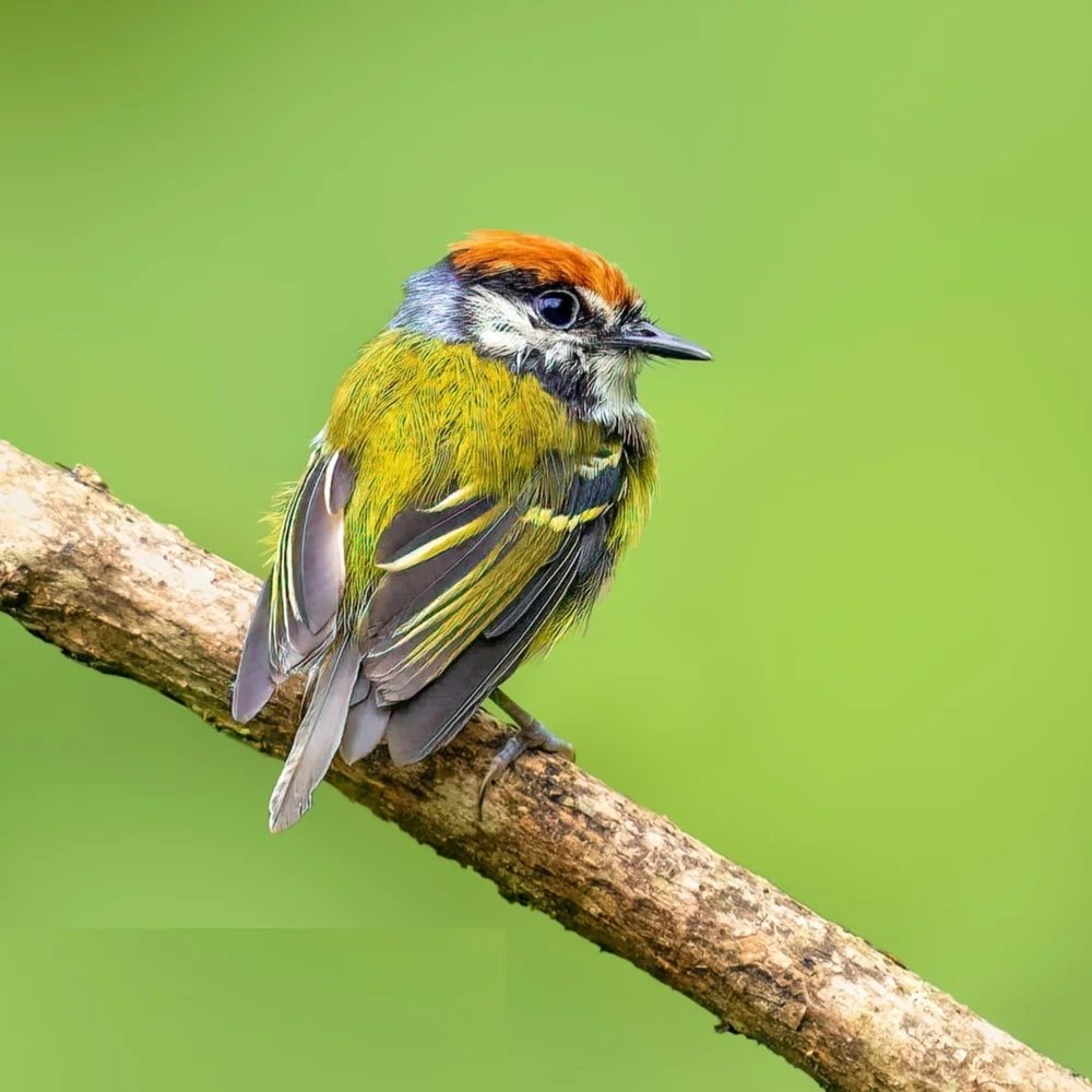 Weißgesicht-Tyrann (Poecilotriccus albifacies)