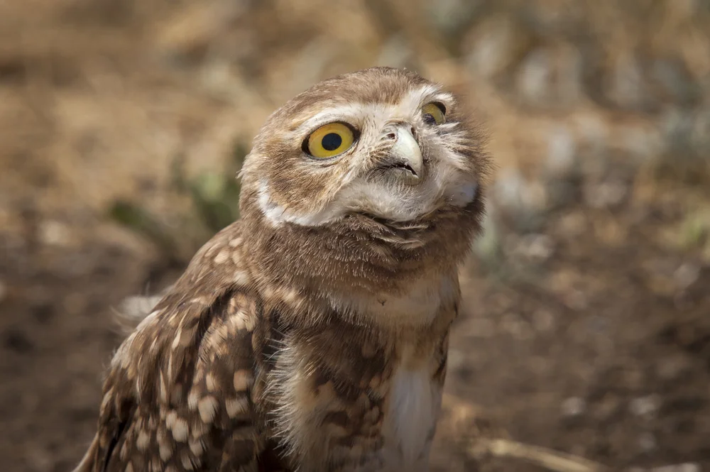 Weißgesichtskauz (Sceloglaux albifacies)