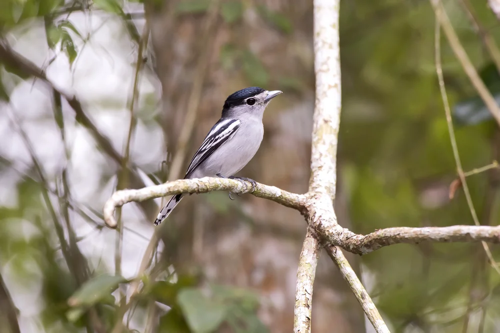 Weißgrauer Bärtvogel (Pachyramphus albogriseus)