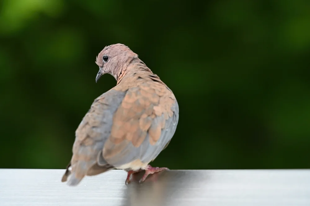 Weißhals-Felsentaube (Columba larvata)