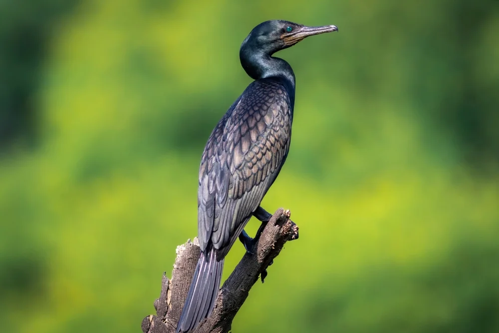 Weißhals-Kormoran (Phalacrocorax fuscicollis)