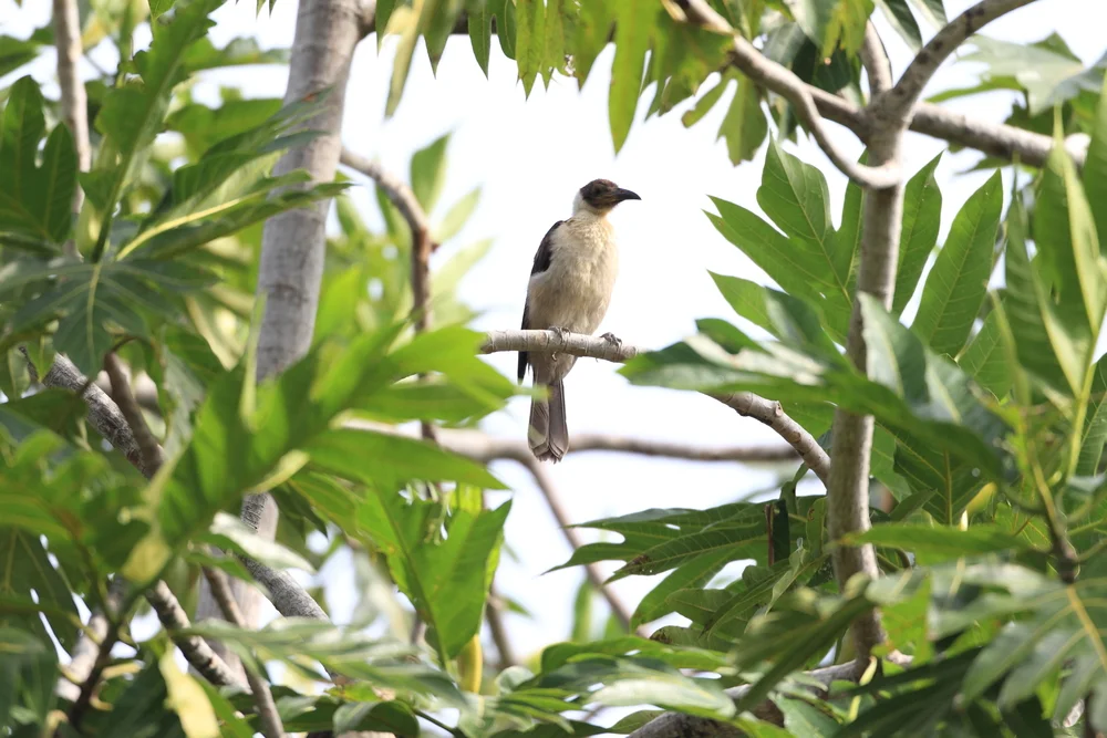 Weißhals-Lärmbrähe (Philemon albitorques)