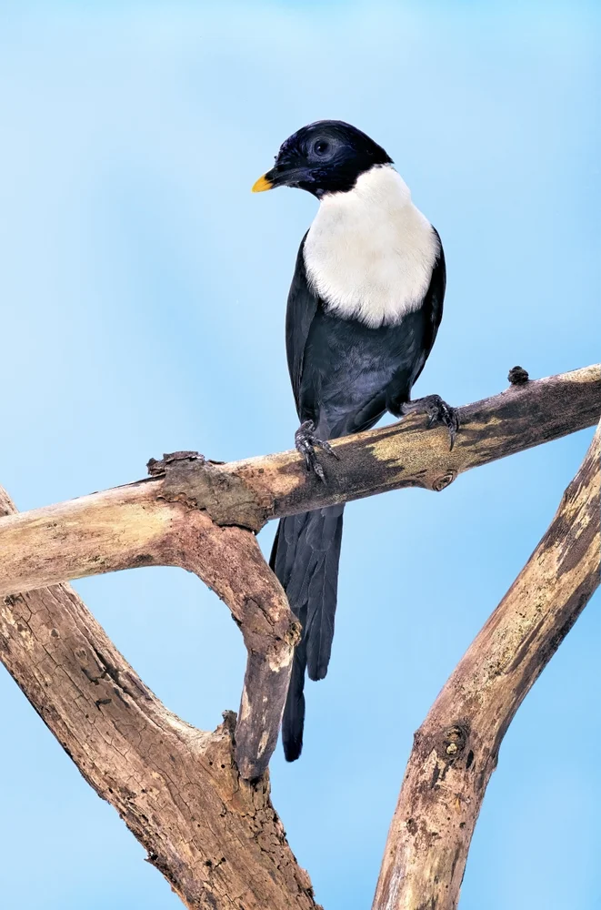 Weißhals-Würgerkrähe (Streptocitta albicollis)