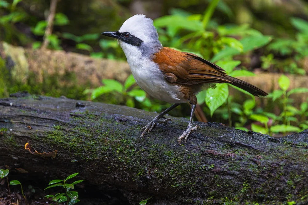 Weißkamm-Haarnymphe (Garrulax leucolophus)