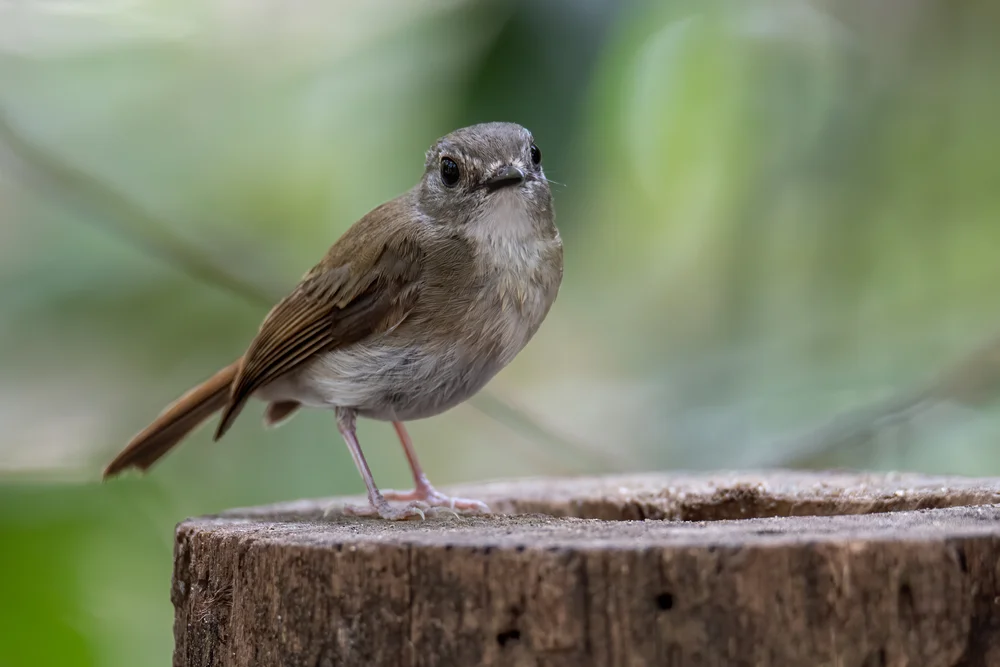Weißkehl-Bülbül (Rhinomyias albigularis)