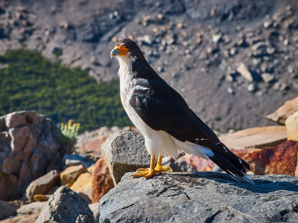 Weißkehl-Caracara (Phalcoboenus albogularis)