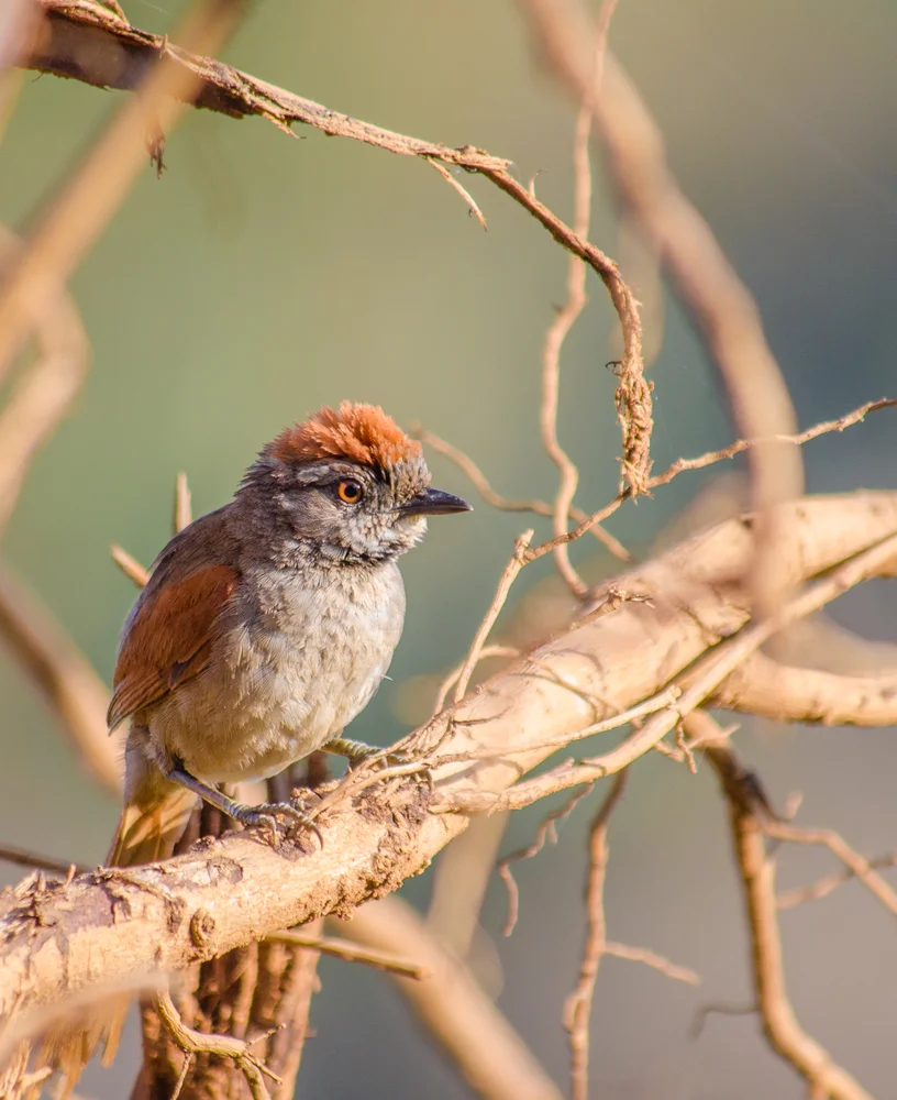 Weißkehl-Dornensteiger (Synallexis albigularis)