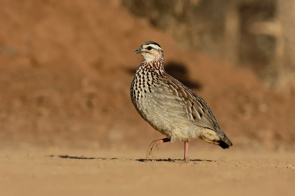Weißkehl-Frankolin (Peliperdix albogularis)