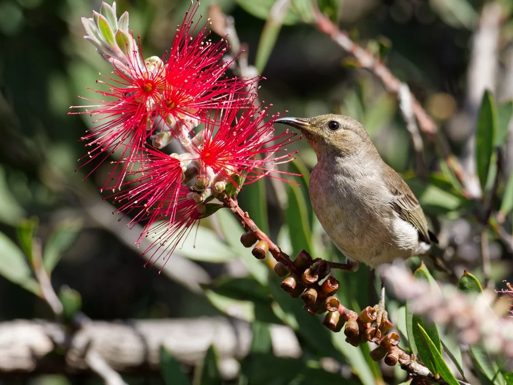 Weißkehl-Honigfresser (Myzomela albigula)