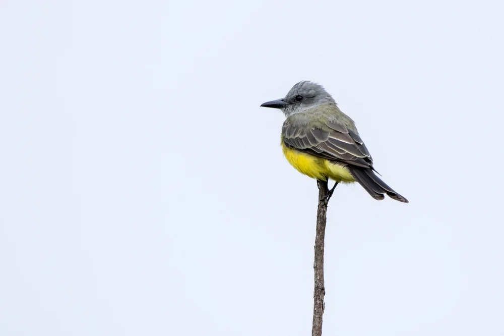 Weißkehl-Königstyrann (Tyrannus albogularis)