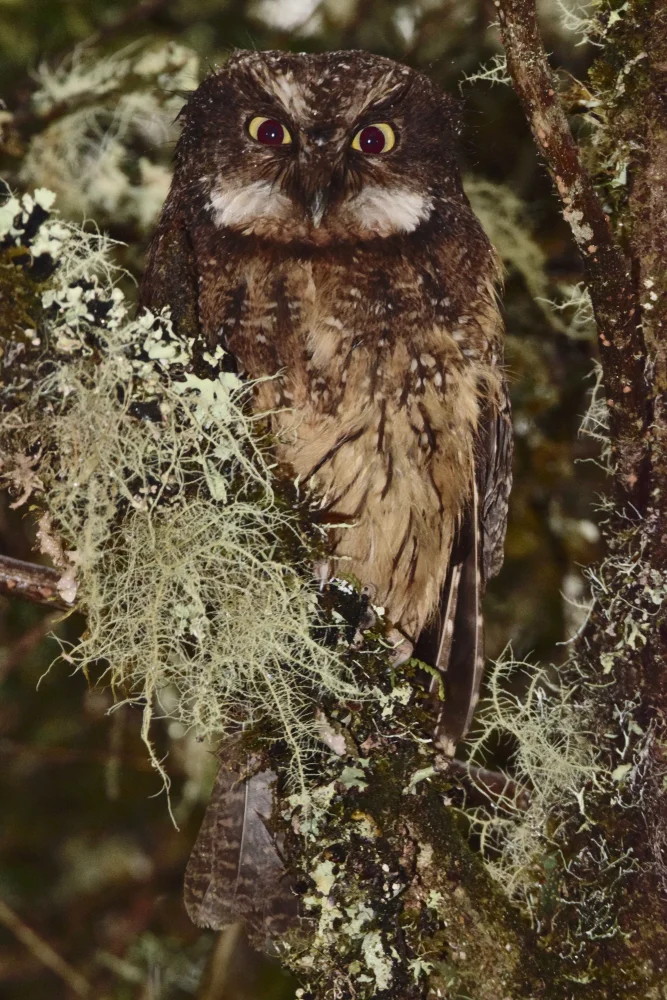 Weißkehl-Kreischeule (Megascops albogularis)