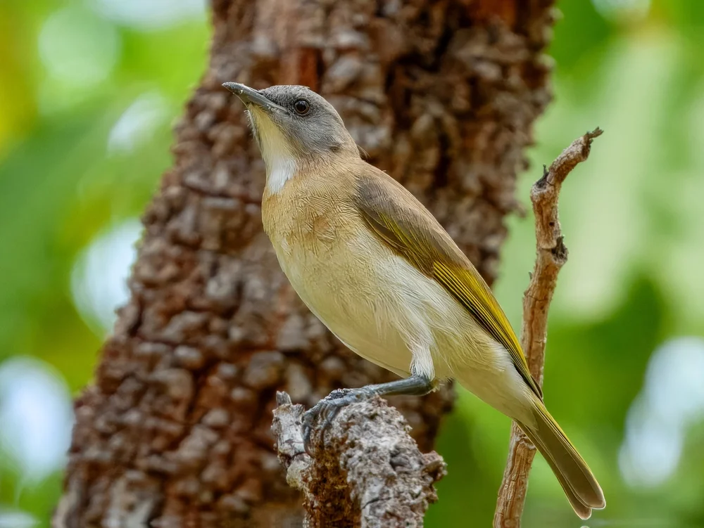 Weißkehl-Mückentyrann (Conopophila albogularis)
