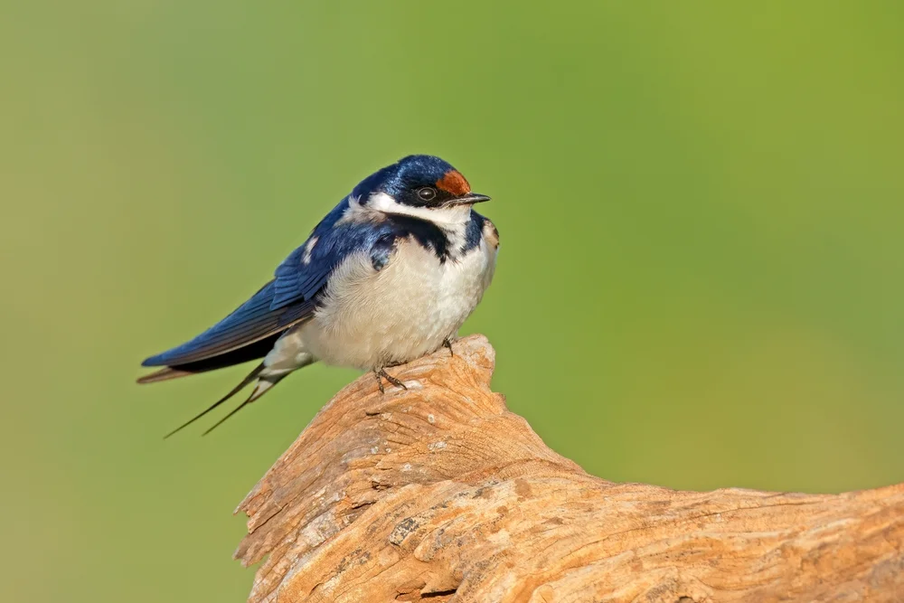 Weißkehl-Rauchschwalbe (Hirundo albigularis)
