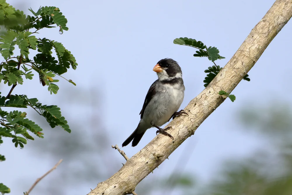 Weißkehl-Saatknospf (Sporophila albogularis)