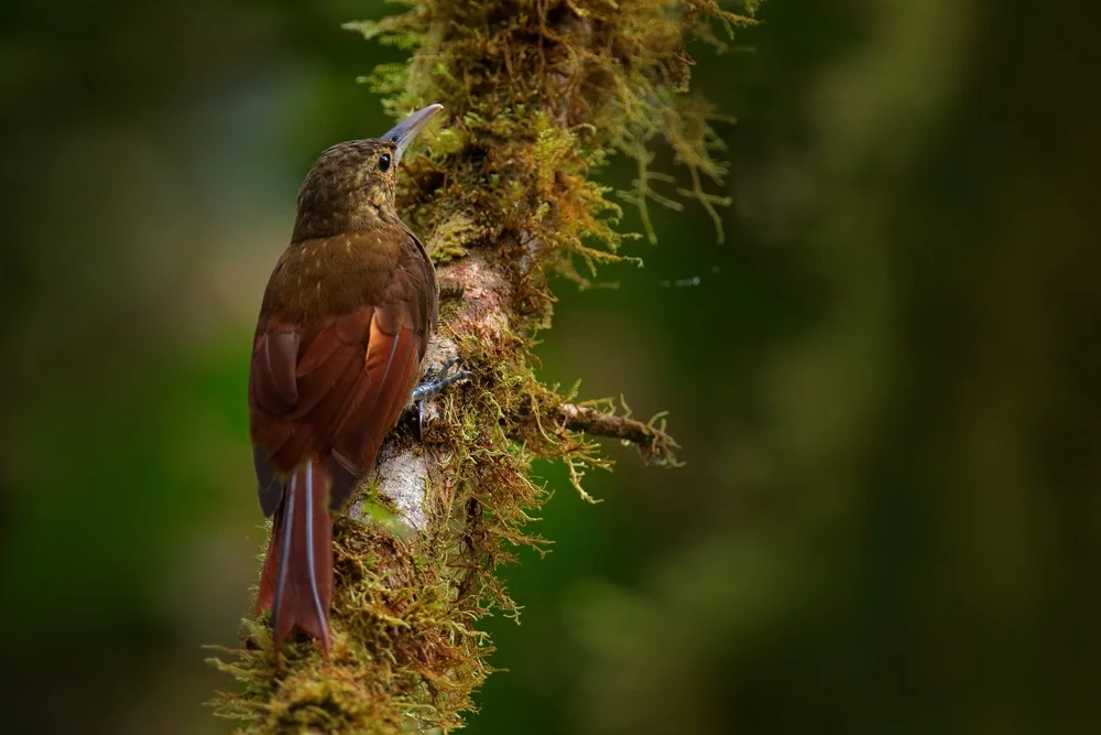 Weißkehl-Schlüpfer (Xiphorhynchus flavigaster)