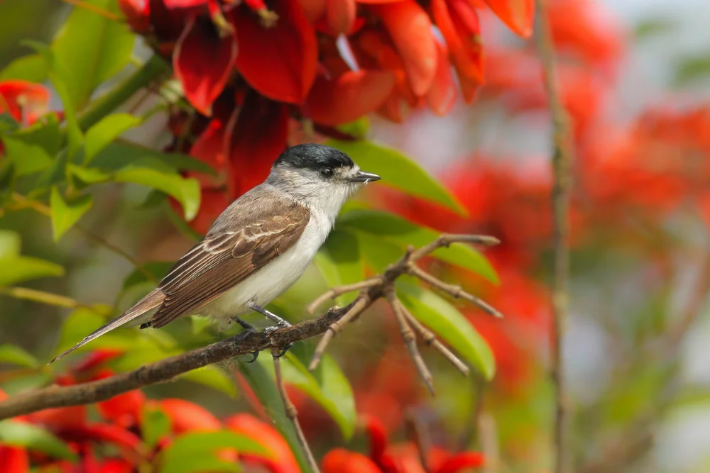 Weißkehl-Schopftyrann (Xenospiza baileyi)