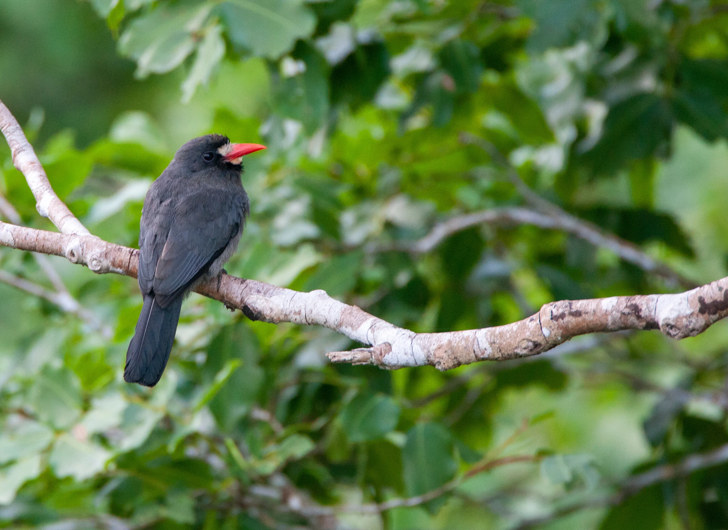 Weißkehl-Schwalbenbannervogel (Monasa morphoeus)