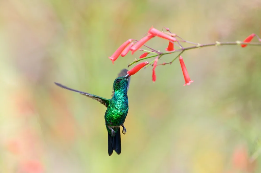 Weißkehl-Smaragdkolibri (Chalybura buffonii)