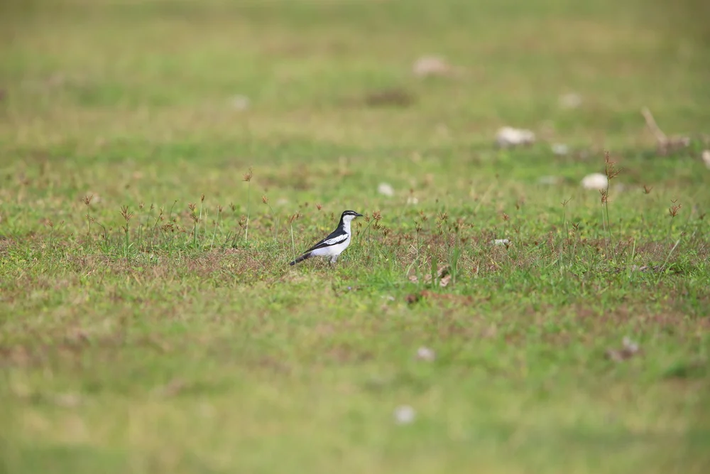 Weißkehl-Trugdrosselschwanz (Lalage sueurii)