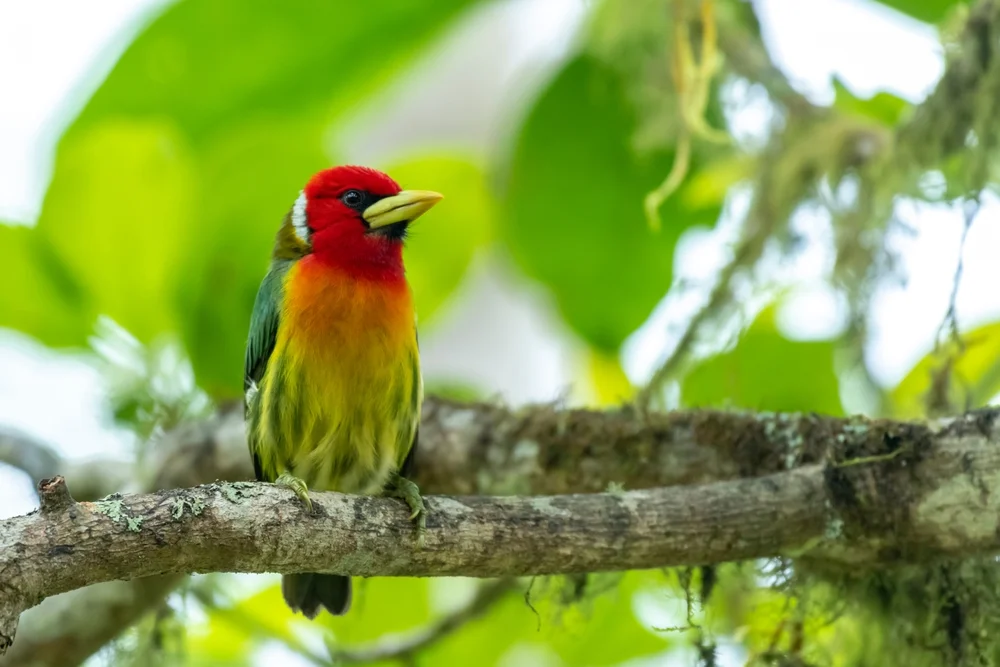 Weißkehl-Zwergbarbudo (Eubucco bourcierii)
