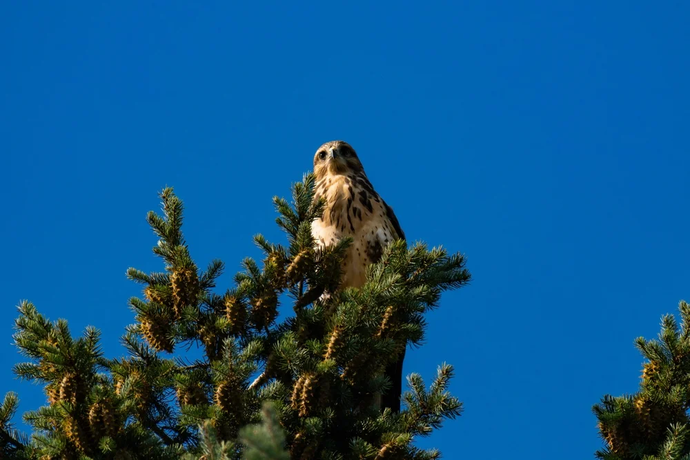 Weißkehlbussard (Buteo albigula)