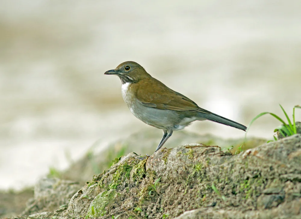 Weißkehldrossel (Turdus albicollis)