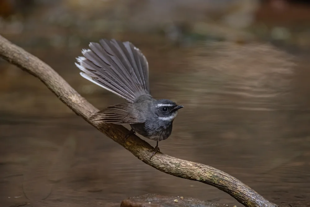 Weißkehle (Rhipidura albicollis)