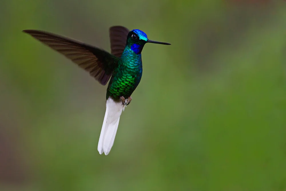 Weißkehlnymphe (Coeligena phalerata)