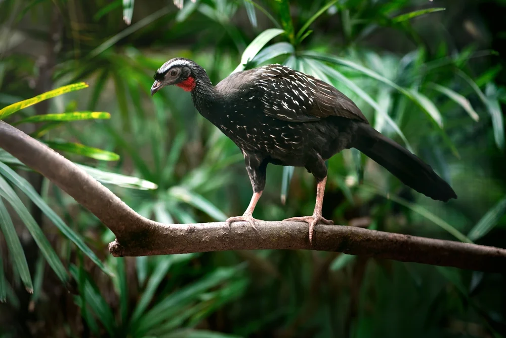 Weißkehlpenelope (Penelope jacucaca)