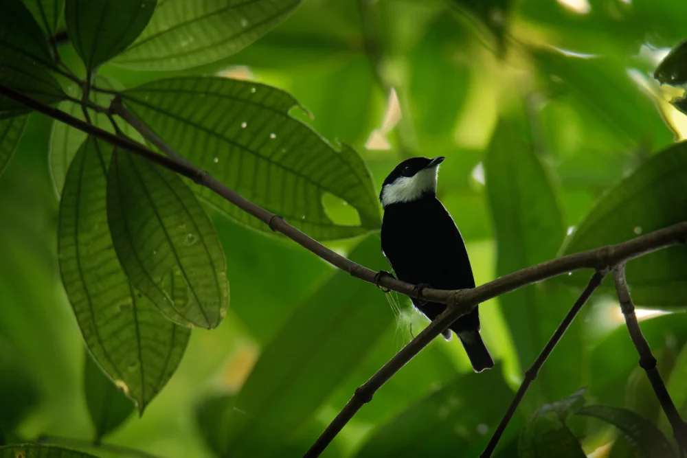 Weißkehlschilf-Manakin (Corapipo altera)