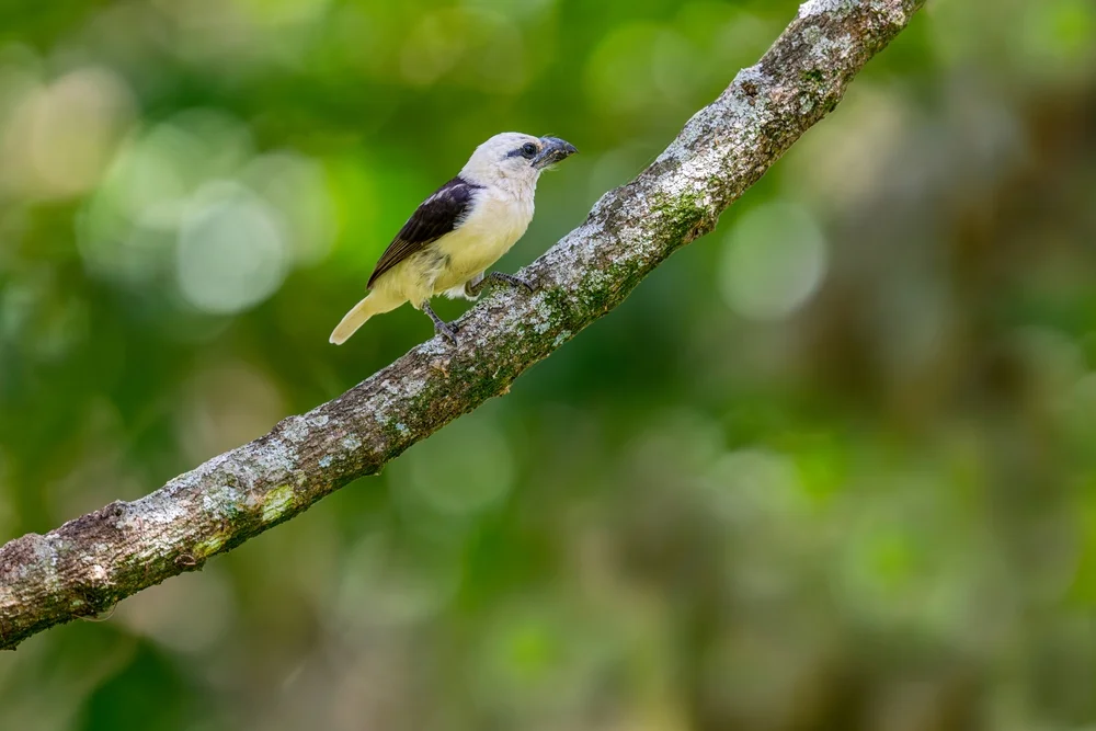 Weißkopf-Bartvogel (Lybius leucocephalus)