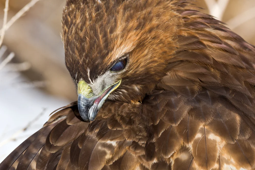 Weißkopf-Buschhäher (Cranioleuca albiceps)