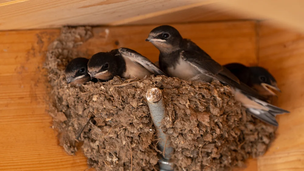 Weißkopf-Rauchsvalbe (Psalidoprocne albiceps)