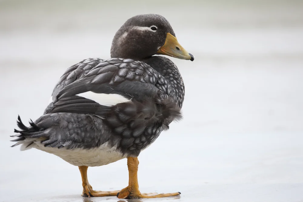 Weißkopf-Steamerente (Tachyeres leucocephalus)