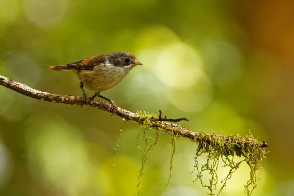 Weißkopf-Streifenhöcker (Mohoua novaeseelandiae)