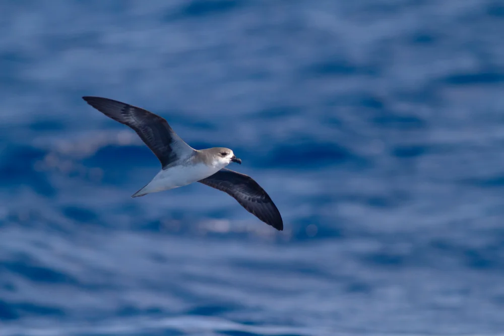 Weißkopf-Sturmvogel (pterodroma lessonii)
