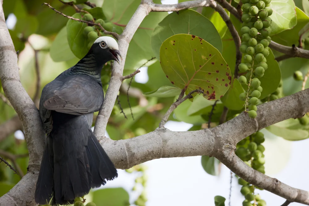 Weißkopftaube (Patagioenas leucocephala)