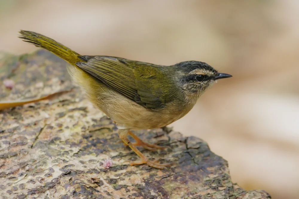 Weißlid-Waldsänger (Myiothlypis leucoblephara)