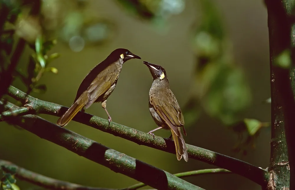 Weißlinien-Honigfresser (Meliphaga albilineata)