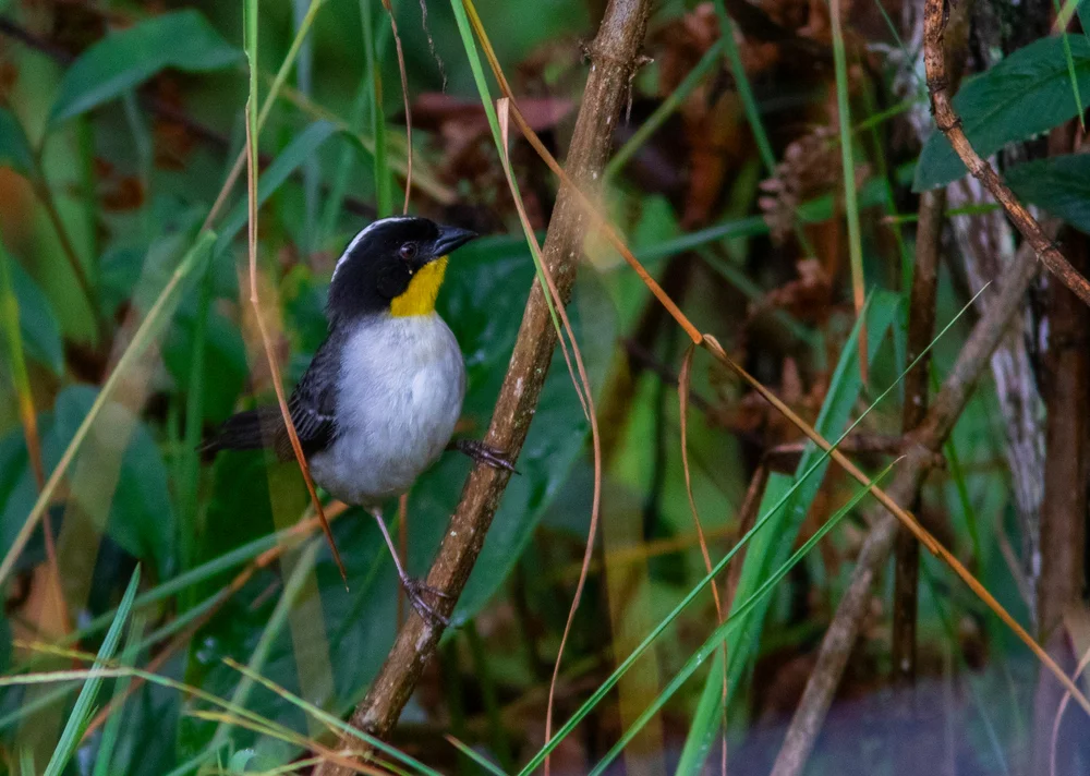 Weißnacken-Buschammer (Atlapetes albinucha)