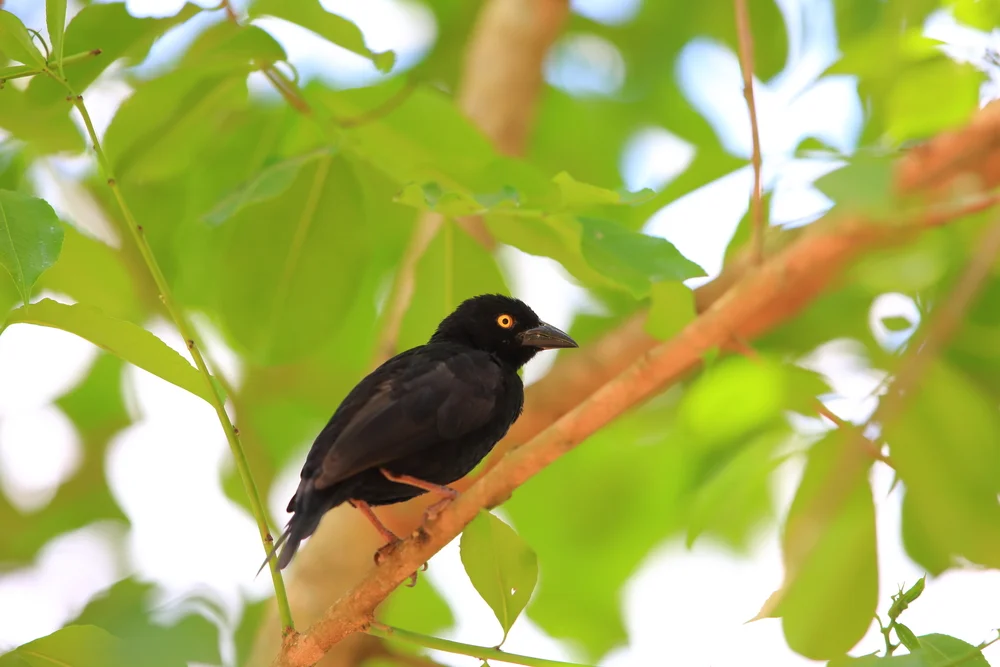 Weißnacken-Webweber (Ploceus albinucha)