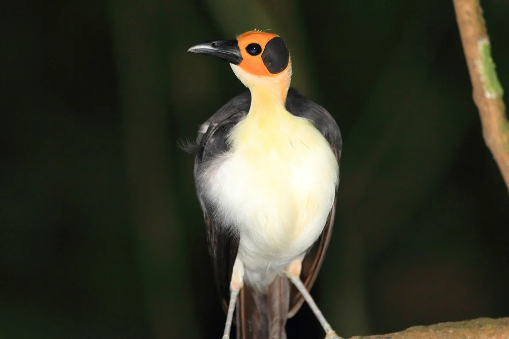Weißnackenfelsenhüpfer (Picathartes gymnocephalus)