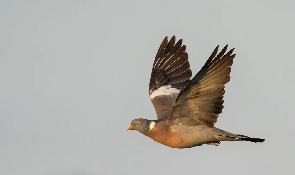 Weißnackentaube (Columba albinucha)