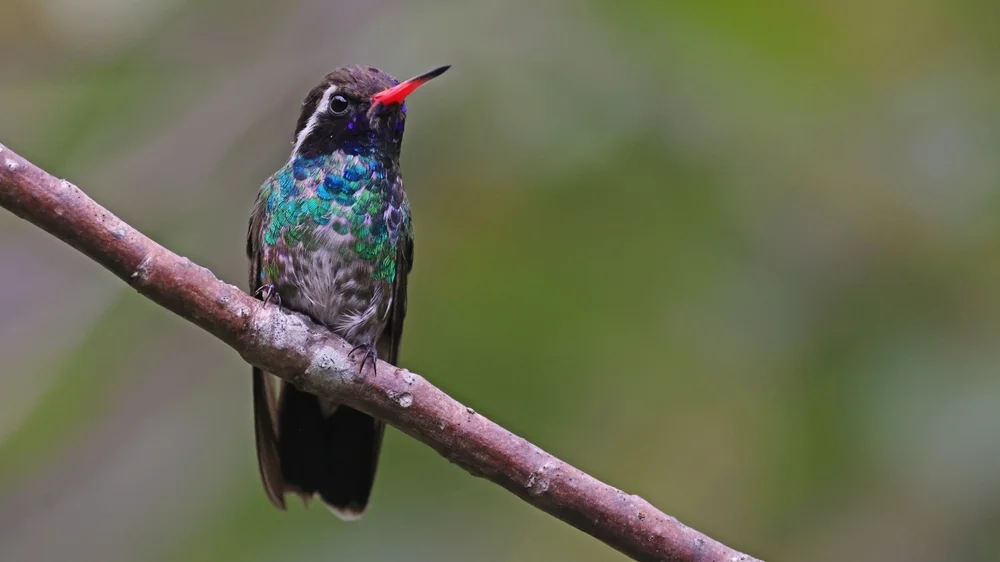 Weißohr-Blaukehlkolibri (Basilinna leucotis)