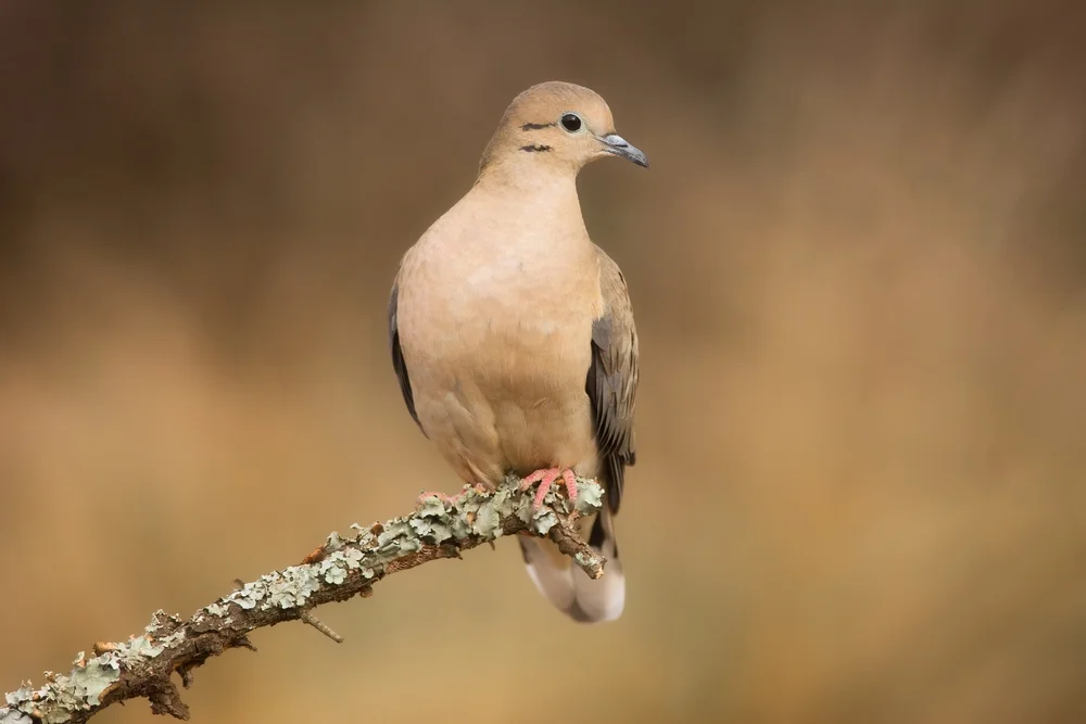 Weißohr-Fruchttaube (Phapitreron leucotis)