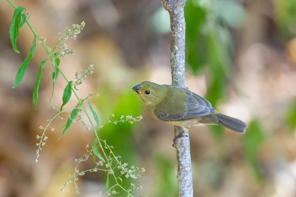 Weißohr-Girlitz (Crithagra whytii)