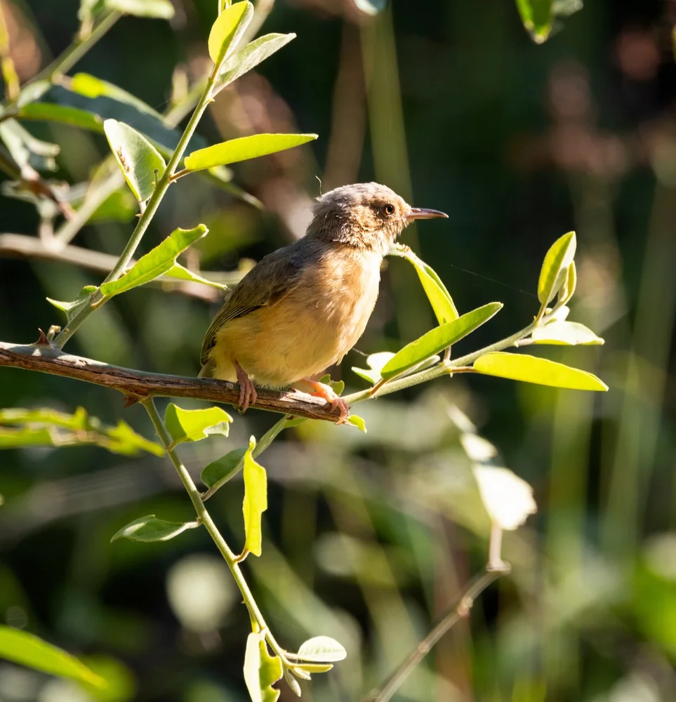 Weißohr-Laubsänger (Grün-Laubsänger)